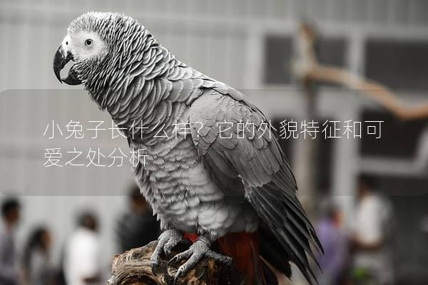 小兔子长什么样？它的外貌特征和可爱之处分析