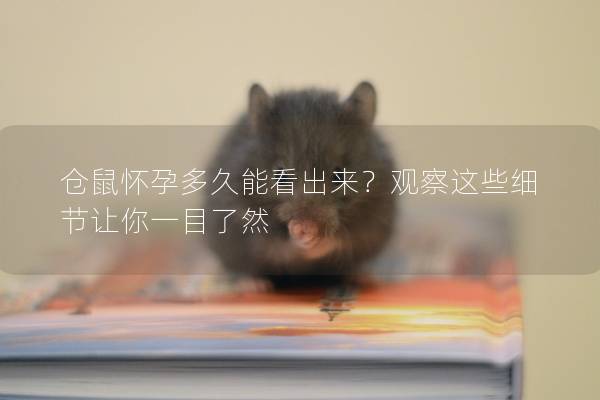 仓鼠怀孕多久能看出来？观察这些细节让你一目了然