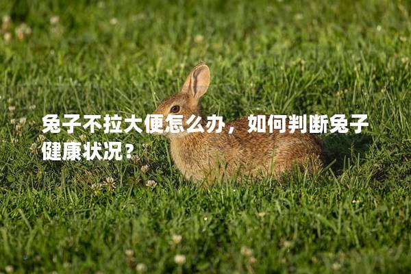 兔子不拉大便怎么办，如何判断兔子健康状况？