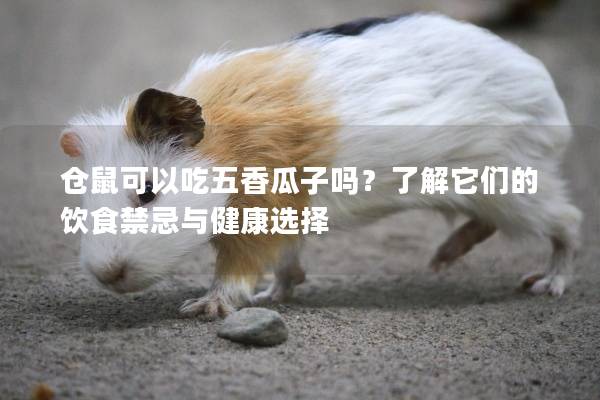 仓鼠可以吃五香瓜子吗？了解它们的饮食禁忌与健康选择