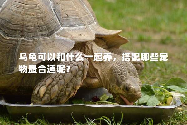 乌龟可以和什么一起养，搭配哪些宠物最合适呢？