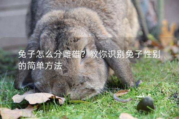 兔子怎么分雌雄？教你识别兔子性别的简单方法