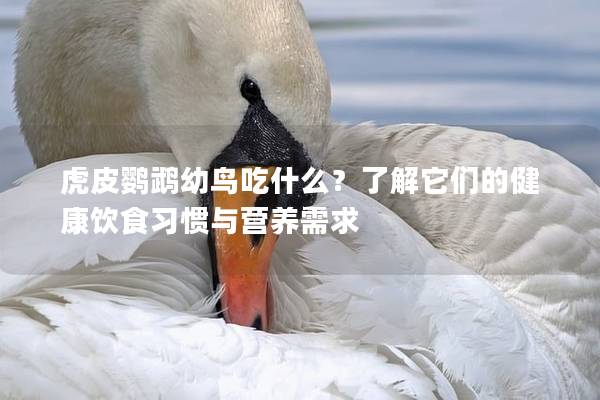 虎皮鹦鹉幼鸟吃什么？了解它们的健康饮食习惯与营养需求