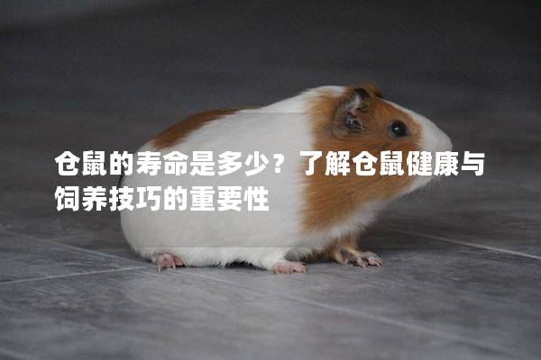 仓鼠的寿命是多少？了解仓鼠健康与饲养技巧的重要性