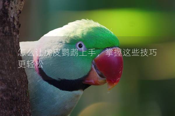 怎么让虎皮鹦鹉上手，掌握这些技巧更轻松