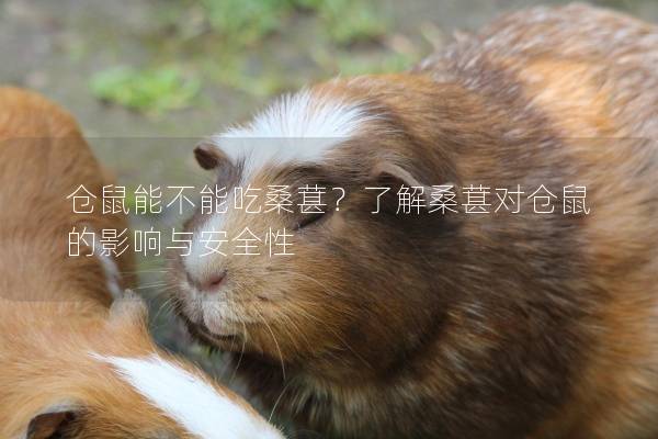 仓鼠能不能吃桑葚？了解桑葚对仓鼠的影响与安全性
