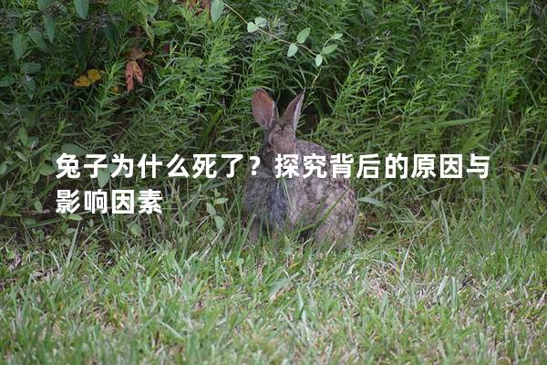 兔子为什么死了？探究背后的原因与影响因素