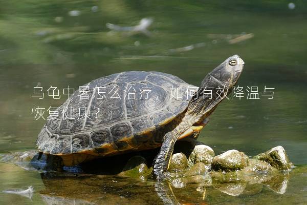 乌龟中暑怎么治疗，如何有效降温与恢复健康？