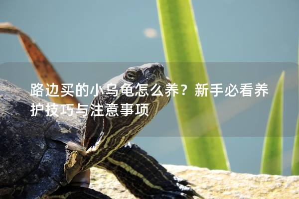 路边买的小乌龟怎么养？新手必看养护技巧与注意事项
