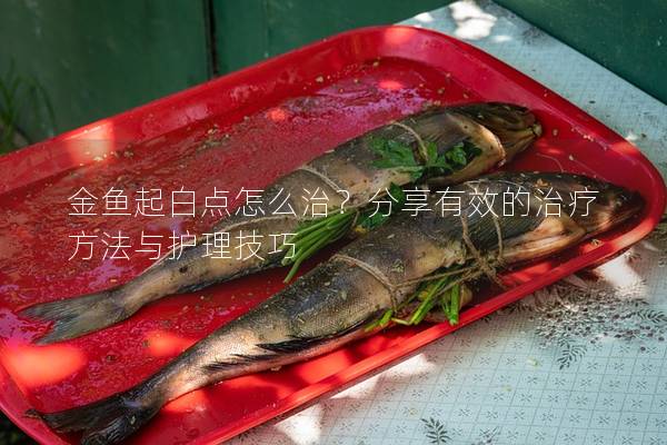 金鱼起白点怎么治？分享有效的治疗方法与护理技巧