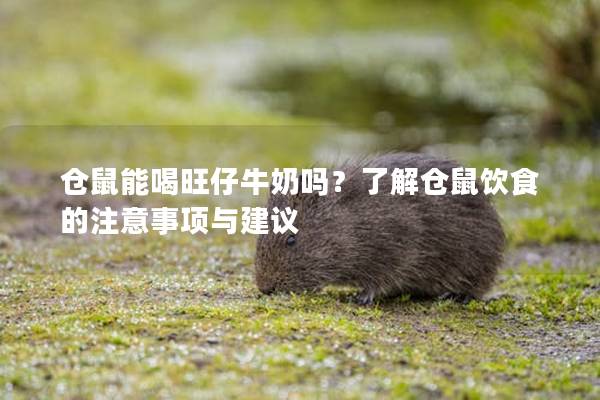 仓鼠能喝旺仔牛奶吗？了解仓鼠饮食的注意事项与建议