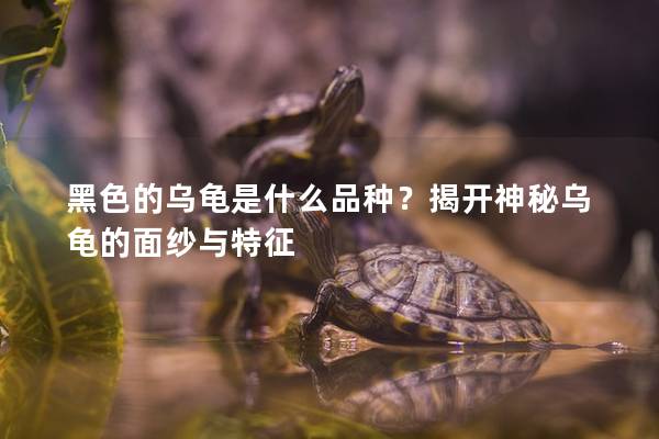 黑色的乌龟是什么品种？揭开神秘乌龟的面纱与特征