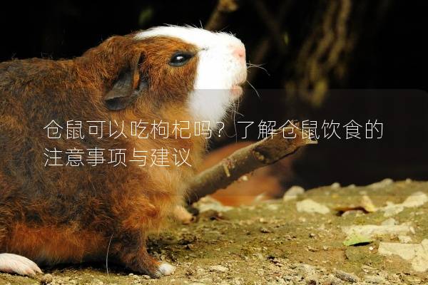 仓鼠可以吃枸杞吗？了解仓鼠饮食的注意事项与建议