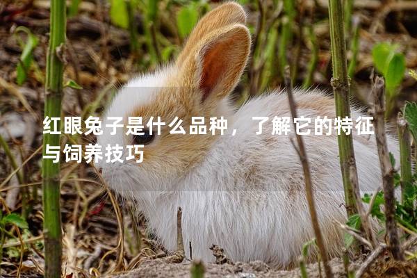 红眼兔子是什么品种，了解它的特征与饲养技巧