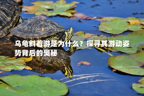 乌龟斜着游是为什么？探寻其游动姿势背后的奥秘