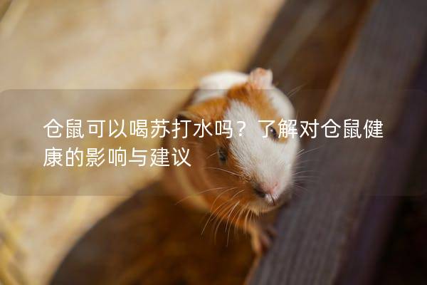 仓鼠可以喝苏打水吗？了解对仓鼠健康的影响与建议