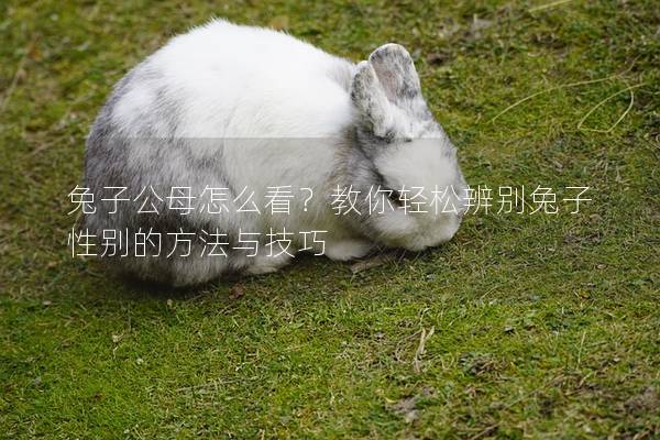 兔子公母怎么看？教你轻松辨别兔子性别的方法与技巧