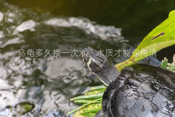 乌龟多久换一次水，水质才能保持清洁？