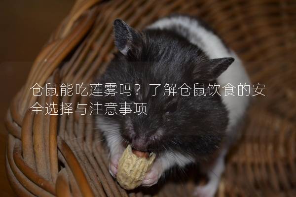 仓鼠能吃莲雾吗？了解仓鼠饮食的安全选择与注意事项