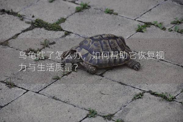 乌龟瞎了怎么办，如何帮助它恢复视力与生活质量？