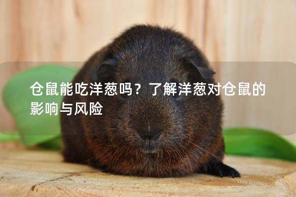 仓鼠能吃洋葱吗？了解洋葱对仓鼠的影响与风险