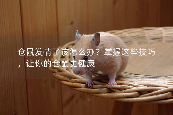 仓鼠发情了该怎么办？掌握这些技巧，让你的仓鼠更健康