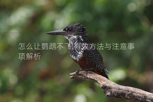 怎么让鹦鹉不飞,有效方法与注意事项解析
