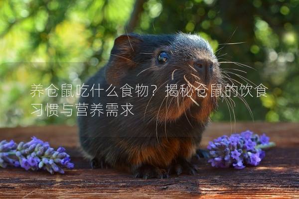 养仓鼠吃什么食物？揭秘仓鼠的饮食习惯与营养需求