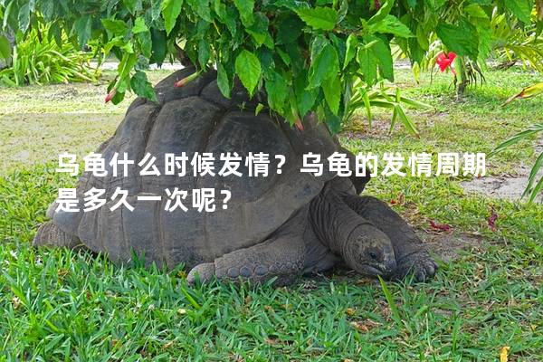 乌龟什么时候发情？乌龟的发情周期是多久一次呢？