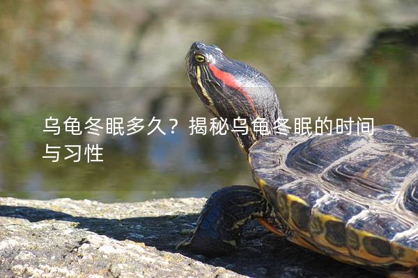 乌龟冬眠多久？揭秘乌龟冬眠的时间与习性