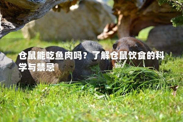 仓鼠能吃鱼肉吗？了解仓鼠饮食的科学与禁忌
