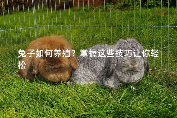 兔子如何养殖？掌握这些技巧让你轻松