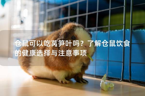 仓鼠可以吃莴笋叶吗？了解仓鼠饮食的健康选择与注意事项