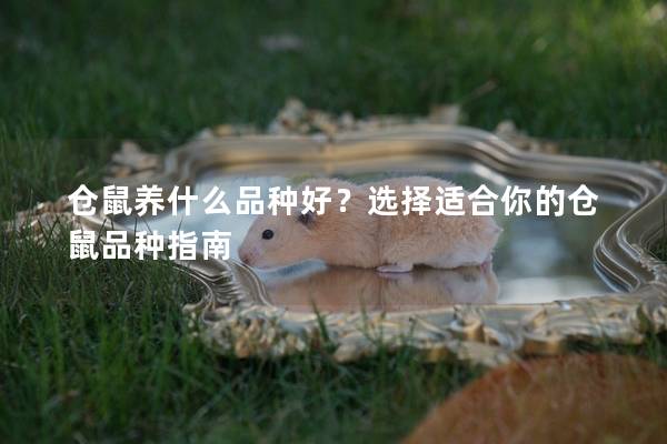 仓鼠养什么品种好？选择适合你的仓鼠品种指南