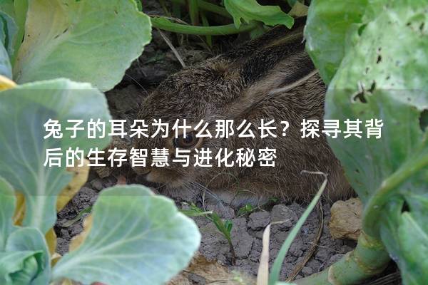 兔子的耳朵为什么那么长？探寻其背后的生存智慧与进化秘密