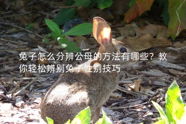 兔子怎么分辨公母的方法有哪些？教你轻松辨别兔子性别技巧