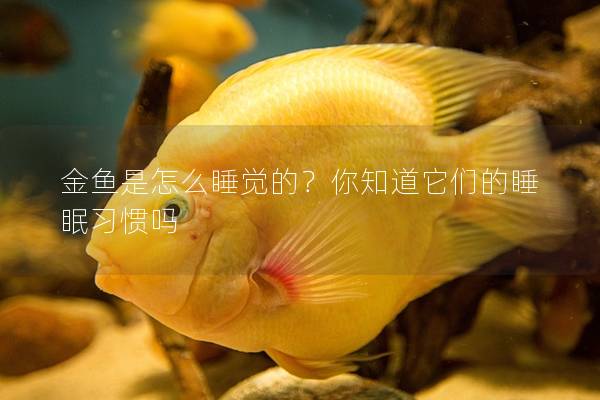 金鱼是怎么睡觉的？你知道它们的睡眠习惯吗