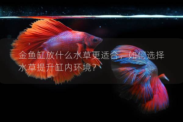 金鱼缸放什么水草更适合，如何选择水草提升缸内环境？