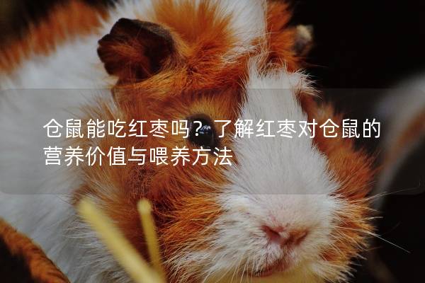 仓鼠能吃红枣吗？了解红枣对仓鼠的营养价值与喂养方法