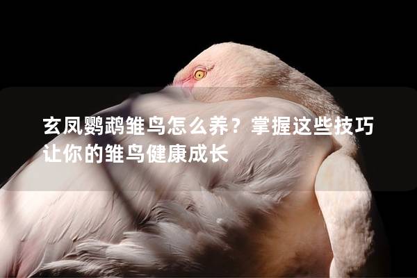 玄凤鹦鹉雏鸟怎么养？掌握这些技巧让你的雏鸟健康成长