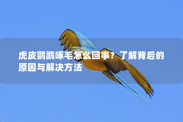 虎皮鹦鹉啄毛怎么回事？了解背后的原因与解决方法
