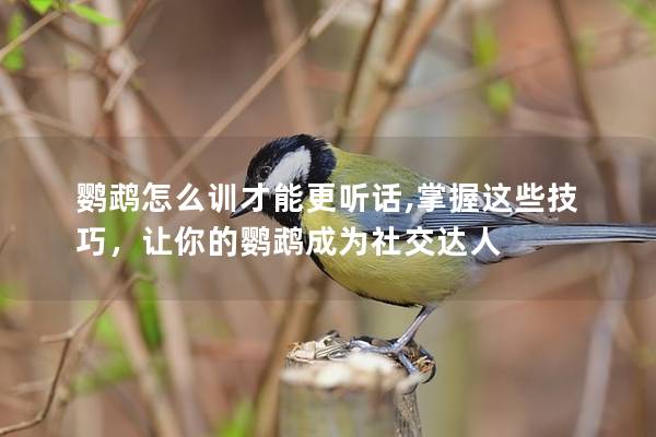 鹦鹉怎么训才能更听话,掌握这些技巧，让你的鹦鹉成为社交达人