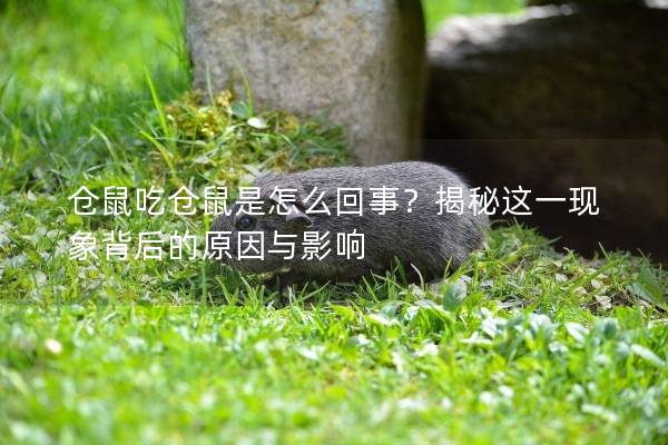 仓鼠吃仓鼠是怎么回事？揭秘这一现象背后的原因与影响