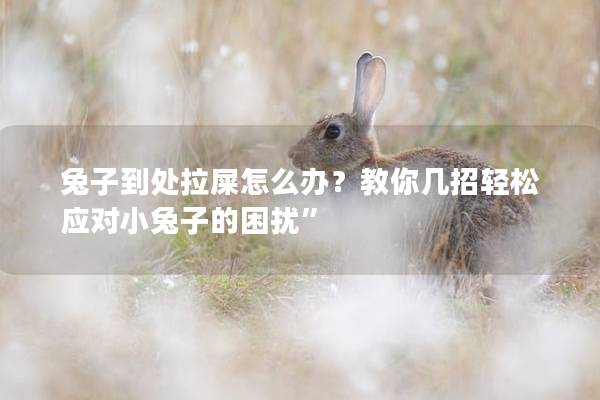 兔子到处拉屎怎么办？教你几招轻松应对小兔子的困扰”