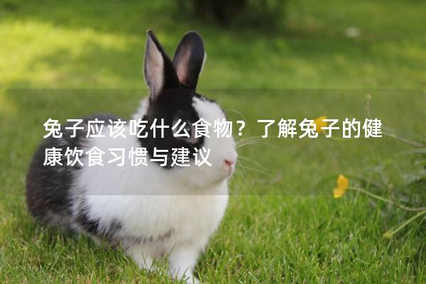兔子应该吃什么食物？了解兔子的健康饮食习惯与建议