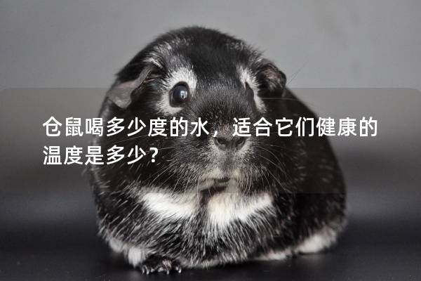 仓鼠喝多少度的水，适合它们健康的温度是多少？