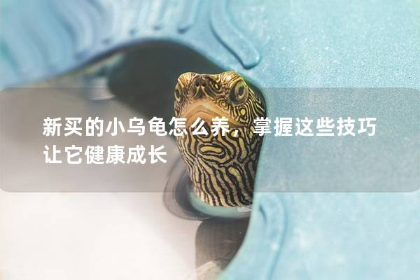 新买的小乌龟怎么养，掌握这些技巧让它健康成长