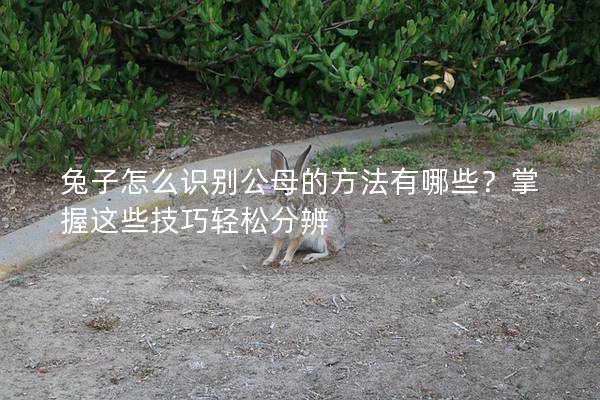 兔子怎么识别公母的方法有哪些？掌握这些技巧轻松分辨