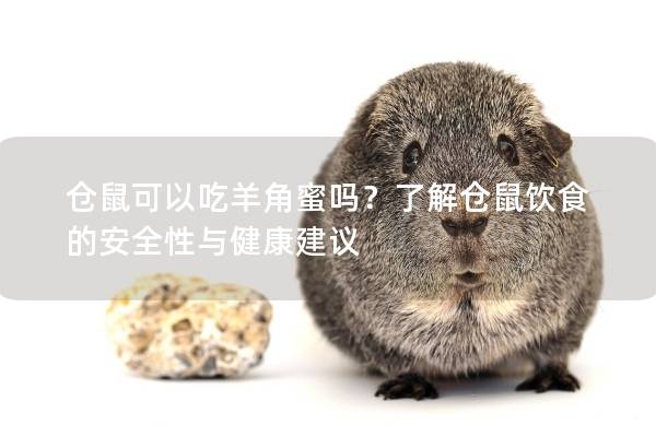 仓鼠可以吃羊角蜜吗？了解仓鼠饮食的安全性与健康建议