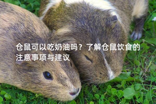仓鼠可以吃奶油吗？了解仓鼠饮食的注意事项与建议